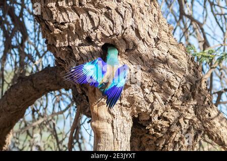 Fliederreiher Roller (Coracias caudatus) Kalahari, Nordkap, Südafrika am Nestloch im Kamel-Thorn-Baum Stockfoto