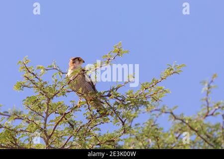 Rothalsfalke (Falco chicquera) Dalkeith Wasserloch, Kgalagadi Transfrontier Park, Kalahari, Nordkap, Südafrika. Nahe Bedrohten Vogels Stockfoto