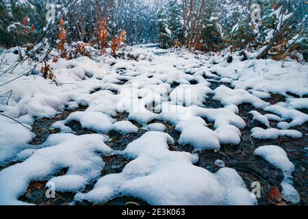 Ein wenig schneeweißer flauschiger Schnee auf durchsichtigem kleinen Pfützen in einem sonnigen Winterwald in den malerischen Karpaten Berge im fantastischen Ukra Stockfoto