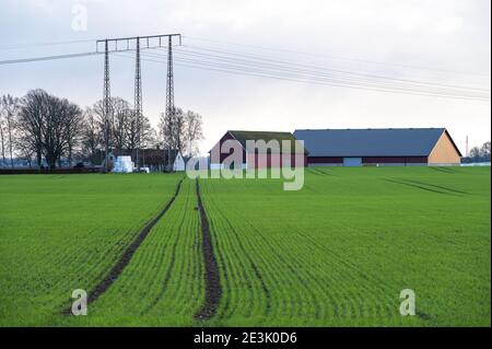 Rote Scheunen unter Stromleitungen vor grünen Feldern Im Winter in Südschweden Stockfoto