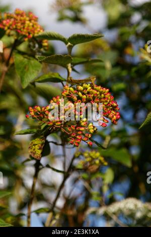 Viburnum burkwoodii mit roten Beeren in einer Hecke im Herbst Stockfoto