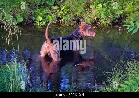 Ein Terrierhund badet in einem Waldbach, während er an einem heißen Sommertag aus der Nähe spazierengeht. Stockfoto