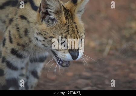 Einen süßen, kleinen Serval starrte uns in einem Naturschutzgebiet Stockfoto