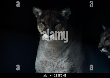 Portrait von auch ein Captive Cougar, Puma bekannt oder Panther in einem Zoo in Südafrika Stockfoto