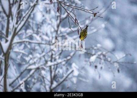 Erlenzeisig im Wunderland bei Moeggers in Vorarlberg, Österreich Stockfoto