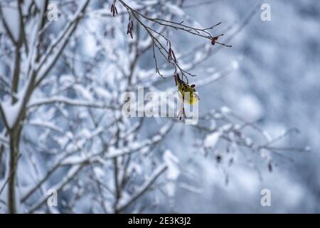 Erlenzeisig im Wunderland bei Moeggers in Vorarlberg, Österreich Stockfoto