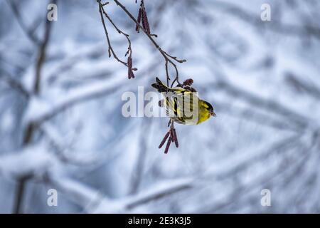 Erlenzeisig im Wunderland bei Moeggers in Vorarlberg, Österreich Stockfoto