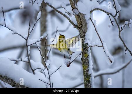 Erlenzeisig im Wunderland bei Moeggers in Vorarlberg, Österreich Stockfoto