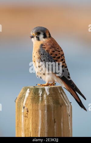 Amerikanischer Turmfalke auf einem Posten. Stockfoto