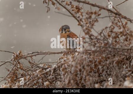 Kestrel thronte während eines Schneesturms in einem Busch Stockfoto