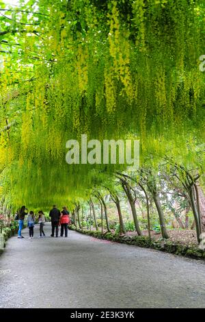 Der berühmte Laburnum Arch, (Laburnum anagyroides), im Frühling (Mai), Bodnant Gardens, Tal-y-Cafn, Conwy, Wales, Großbritannien Stockfoto