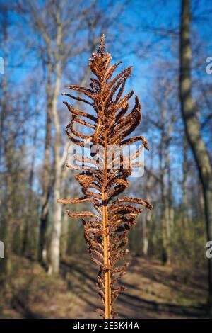 Trockenes braunes Farnblatt am sonnigen Frühlingstag vor verschwommenem Hintergrund von Wald und blauem Himmel. Selektiver Fokus, vertikale Ansicht Stockfoto