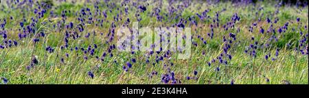 Panorama-Foto von lila Blüten von Salvia Nutans oder nickenden Salbei auf der Wiese. Selektiver Fokus Stockfoto