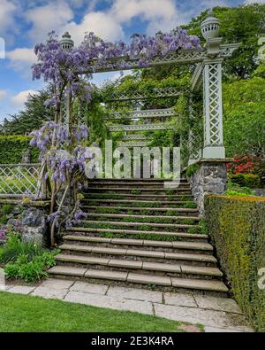 Fliederblüten einer Wisteria sinensis (chinesische Glyzinie), die über einem Spalier in Bodnant Gardens wächst, Spring, (Mai), Tal-y-Cafn, Conwy, Wales, UK Stockfoto