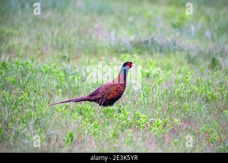 Schöne helle männliche Fasane oder Phasianus colchicus Spaziergänge im Gras Stockfoto