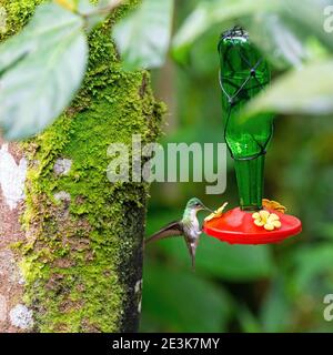 Andensmaragd (Amazilia franciae) bei einem Kolibri-Trinker, Mindo, Ecuador. Stockfoto