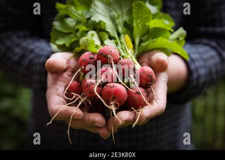 Bauern Hände mit frisch geerntetem Rettich. Frühlingsgarten Stockfoto