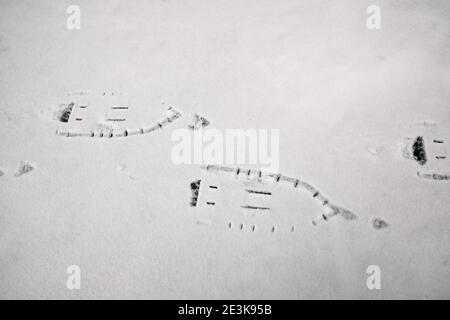 Frische Schneeschuhspuren oder Drucke auf einem gefrorenen See oder Teich in Neuschnee. Stockfoto