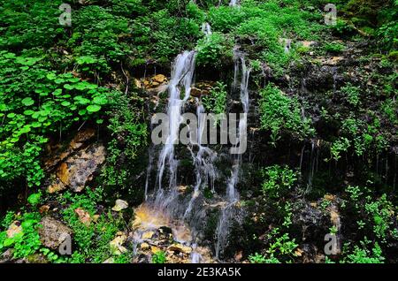 Zarter Wasserfall im grünen Wald Stockfoto