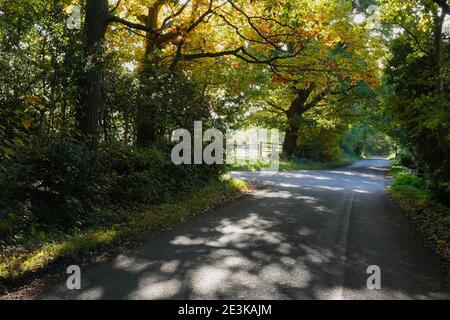 Eine ruhige Landstraße in England mit Blick durch die Schatten der Bäume auf den Feldern Stockfoto