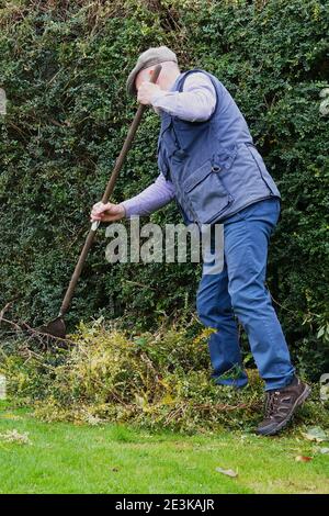 Ein Mann, der Blätter und Heckenschnitt im Garten abrakert Stockfoto