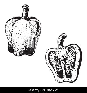 Zwei süße Paprika. Vektor Vintage gravierte Illustration für Menü, Poster, Web. Isoliert auf weißem Hintergrund. Stock Vektor