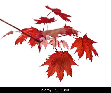 Ast von Ahornbaum mit roten Herbst Ahornblättern isoliert auf Weißer Hintergrund Stockfoto