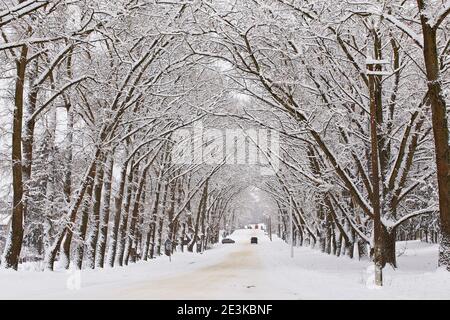 Winter verschneite Alleerstraße. Zweige von Pappelbäumen. Autos auf schneebedeckten kurvenreichen ländlichen Asphaltstraße in der Stadt. Winterwunderland nach Schneesturm. Christus Stockfoto