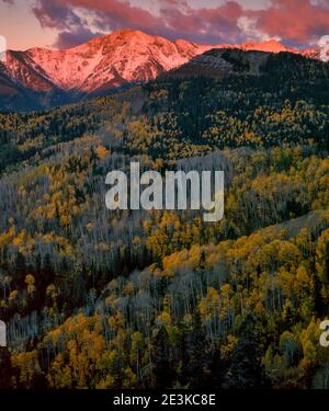 Dawn, Aspen, Silver Mountain, San Juan National Forest, Colorado Stockfoto