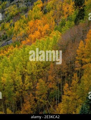 Herbst, Mineral Canyon, Uncompahgre National Forest, Colorado Stockfoto