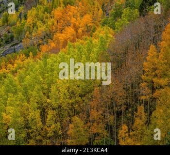 Herbst, Mineral Canyon, Uncompahgre National Forest, Colorado Stockfoto