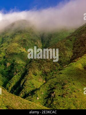 Coastal Fog, Garrapata State Park, Big Sur, Monterey County, Kalifornien Stockfoto