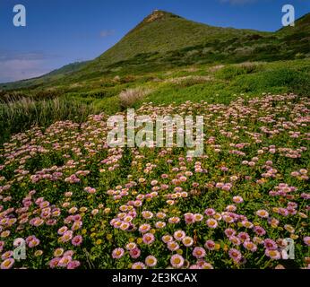 Seaside Daisies, Garrapata State Park, Monterey County, Big Sur, Kalifornien Stockfoto
