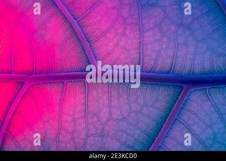 Neon fluorescens Abstract Backlit Blatt Textur imitieren Adern Stockfoto