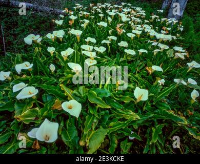 Calla Lillies, Audubon Canyon Ranch, Golden Gate National Recreation Area, Marin County, Kalifornien Stockfoto