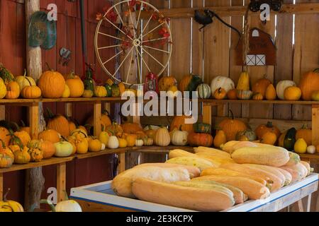 Kürbisse und Kürbisse für die Öffentlichkeit zu kaufen. Stockfoto