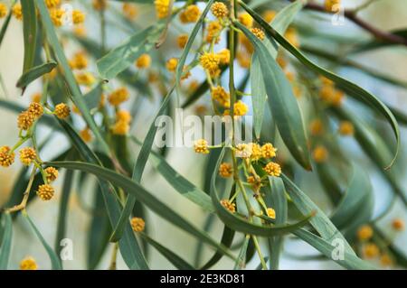 Blüte der Mimosenbaumblüten mit grünen Blättern schließen sich im Frühling an. Akazienpycnantha, goldener Wasserfaßling Stockfoto