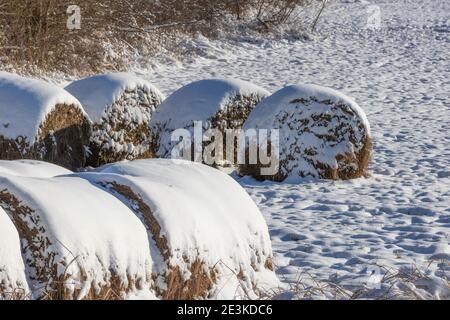 Schneebedeckte Runden von Gras Heu am Rand der A abgelegt Stockfoto