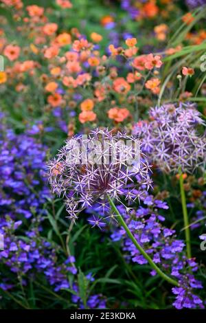 Allium Cristophii, geum total Mandarine, Penstemon heterophyllus Heavenly Blue, orange blau lila Blüten, blühend, gemischt Pflanzschema, gemischte Grenze Stockfoto