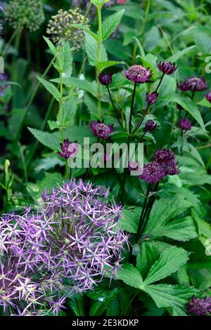 Allium Cristophii, Astratia Major Claret, dunkelrot lila Blüten, Blüte, gemischte Pflanzung Schema, gemischte Grenze, Frühling Blumen, RM Floral Stockfoto