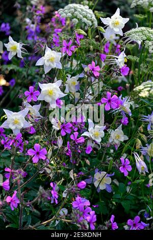 Aquilegia x hybrida Blauer Stern, langspulige Columbine, Geranium palmatum, Ligusticum lucidum, weiß rosa und Blaue Blumen, gemischte Pflanzschema, gemischte Colou Stockfoto