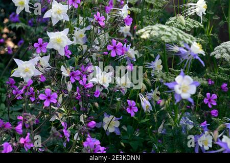 Aquilegia x hybrida Blauer Stern, langspulige Columbine, Geranium palmatum, Ligusticum lucidum, weiß rosa und Blaue Blumen, gemischte Pflanzschema, gemischte Colou Stockfoto