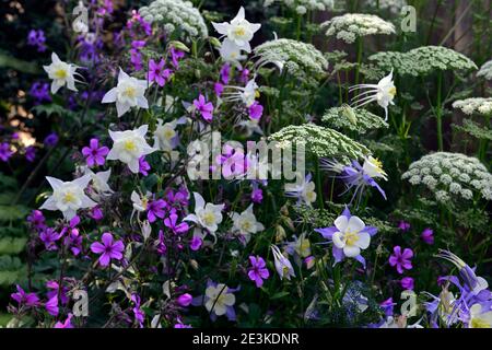 Aquilegia x hybrida Blauer Stern, langspulige Columbine, Geranium palmatum, Ligusticum lucidum, weiß rosa und Blaue Blumen, gemischte Pflanzschema, gemischte Colou Stockfoto