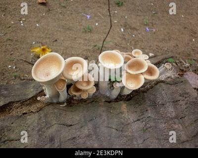 Draufsicht auf mehrere trichterartige Pilze in heller Brawn-Farbe Auf abgestorbenen Kokosnüssen Stockfoto