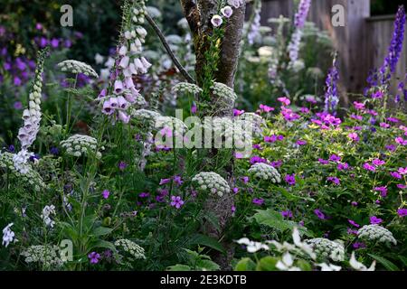 Geranium palmatum, Geranium Anne Thomson, Ligusticum lucidum, Digitalis dalmation White, gemischte Pflanzenkombination, gemischte Pflanzungen Farbschema, weiß und rosa Stockfoto