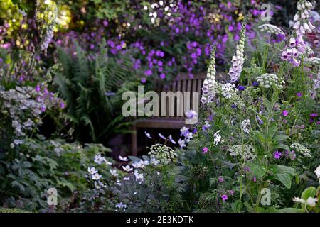 Geranium palmatum, Ligusticum lucidum, Digitalis dalmation White, gemischte Pflanzenkombination, gemischtes Pflanzschema, weiße und rosa violette Blüten, weiß Stockfoto