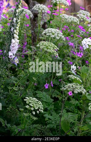 Geranium palmatum,Ligusticum lucidum,Digitalis dalmation White,gemischte Pflanzenkombination,gemischte Pflanzungsschema,weiß und Rosa lila Blüten, weiß p Stockfoto