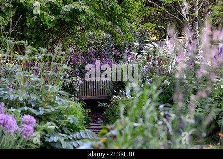 Gartensitzplatz,Sitzgelegenheit,Aquilegia x hybrida Blue Star,Long-Spured Columbine,Geranium palmatum,Ligusticum lucidum,geschützt,versteckt,abgelegen,Geheimnis,Ort,sp Stockfoto