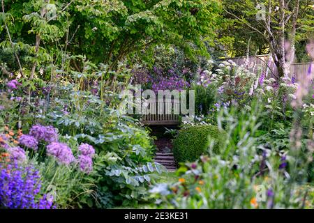 Gartensitzplatz,Sitzgelegenheit,Aquilegia x hybrida Blue Star,Long-Spured Columbine,Geranium palmatum,Ligusticum lucidum,geschützt,versteckt,abgelegen,Geheimnis,Ort,sp Stockfoto