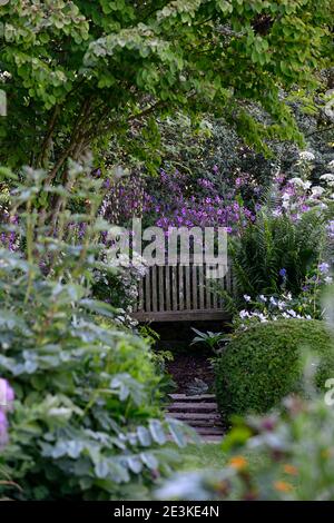 Gartensitzplatz,Sitzgelegenheit,Aquilegia x hybrida Blue Star,Long-Spured Columbine,Geranium palmatum,Ligusticum lucidum,geschützt,versteckt,abgelegen,Geheimnis,Ort,sp Stockfoto